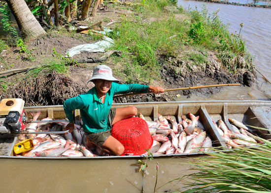 Kiên Giang: Thả cá ăn gốc rạ, trứng ốc ruộng, nhà nông trúng đậm - 5