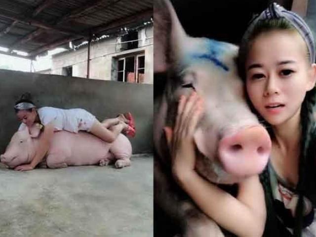 Bạn trẻ - Cuộc sống - Hô hấp nhân tạo cho lợn, cô gái xinh đẹp kiếm 3,5 tỷ/năm