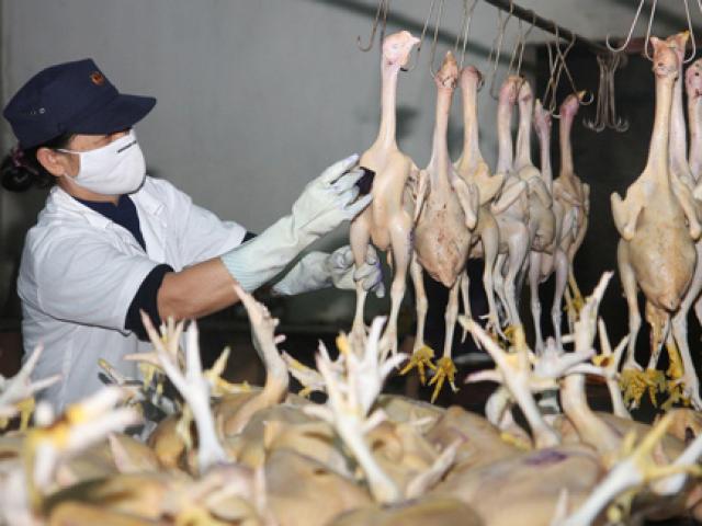 Thị trường - Tiêu dùng - Bỏ kiểm dịch động vật, hàng thải loại có cơ hội tuồn vào Việt Nam