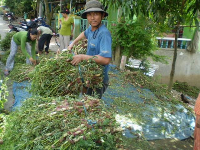 Thị trường - Tiêu dùng - Cả làng đổi đời nhờ thả loài rau lớn như thổi, hái quanh năm