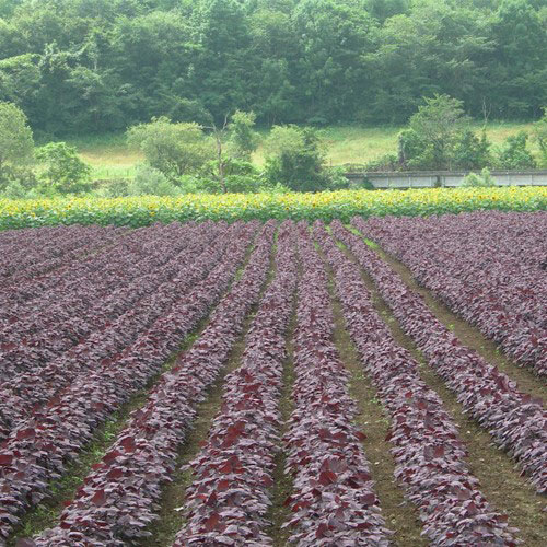 Akina Đông Á - chiến lược dài hạn phát triển dược liệu thiên nhiên - 2