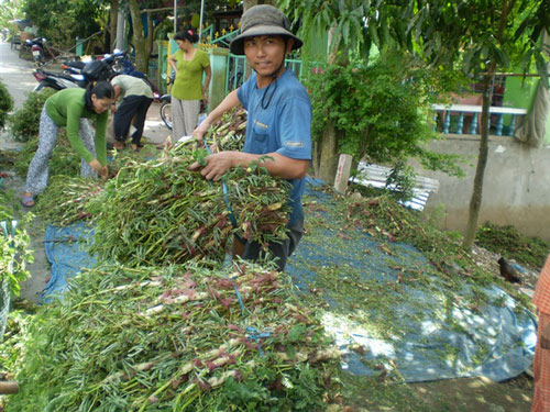 Cả làng đổi đời nhờ thả loài rau lớn như thổi, hái quanh năm - 1