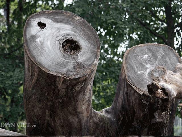 Tin tức trong ngày - Ảnh, clip: "Nghĩa địa gỗ" khổng lồ giữa lòng Hà Nội