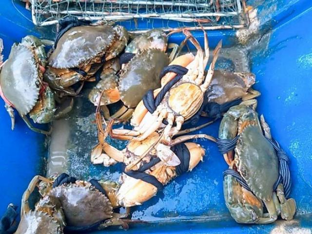 Thị trường - Tiêu dùng - Không cần thị trường Trung Quốc, giá cua Cà Mau vẫn "nhảy múa"