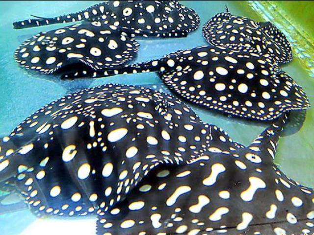 Thị trường - Tiêu dùng - Nuôi loài "gấu trúc của đại dương", mỗi năm nhẹ nhàng kiếm gần 70 tỷ đồng