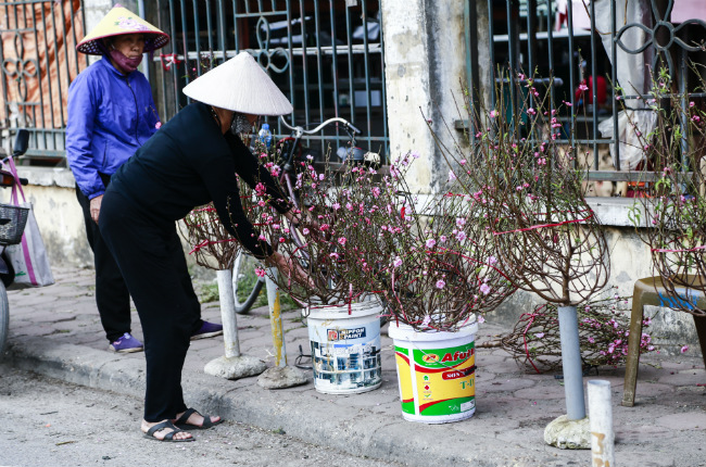 Dù ban ngày bận rộn đi làm, nhiều người vẫn tranh thủ thời gian rảnh để ra chợ mua một cành đào đẹp nhất về chơi Tết Dương lịch.