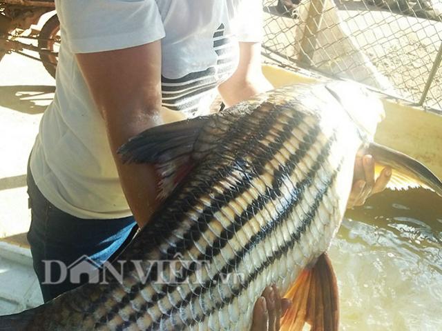 Tin tức trong ngày - Ly kỳ chiến thuật săn "thủy quái" của "sát thủ" cá bên dòng Sê San