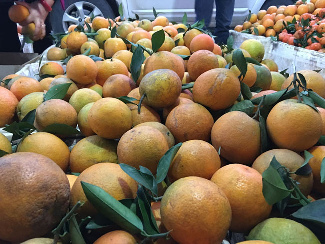 Xa rồi cảnh xe tải ùn ùn mua cam, các tỉnh đau đầu tìm nơi tiêu thụ - 3