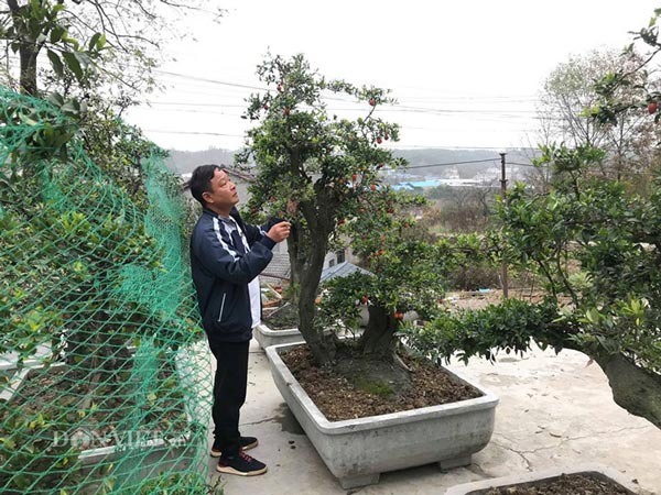 &#34;Chơi ngông&#34;, đại gia chi trăm triệu mua hồng đá hiếm về trưng Tết - 1