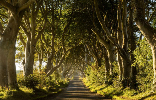 Dark Hedges – Ballymoney, Bắc Ireland: Đại lộ này trông giống như đường hầm với hai hàng cây sồi cổ thụ che bóng mát. Chúng được trồng từ thế kỷ thứ 18 và nơi đây được sử dụng làm bối cảnh cho nhiều bộ phim nổi tiếng.