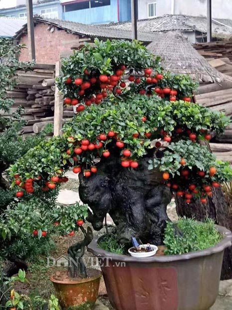 &#34;Chơi ngông&#34;, đại gia chi trăm triệu mua hồng đá hiếm về trưng Tết - 3