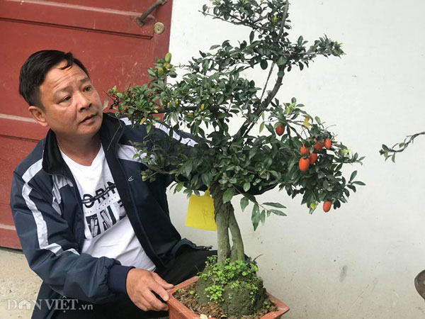 &#34;Chơi ngông&#34;, đại gia chi trăm triệu mua hồng đá hiếm về trưng Tết - 5