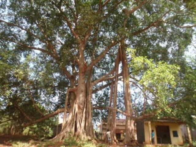 Du lịch - Ly kỳ chuyện ngôi miếu có xà tinh làm “vệ sĩ”