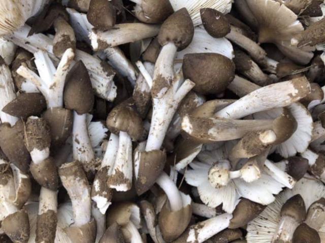 Thị trường - Tiêu dùng - Hái đặc sản nấm Vua "lộc trời cho" ẵm ngay tiền triệu/ ngày