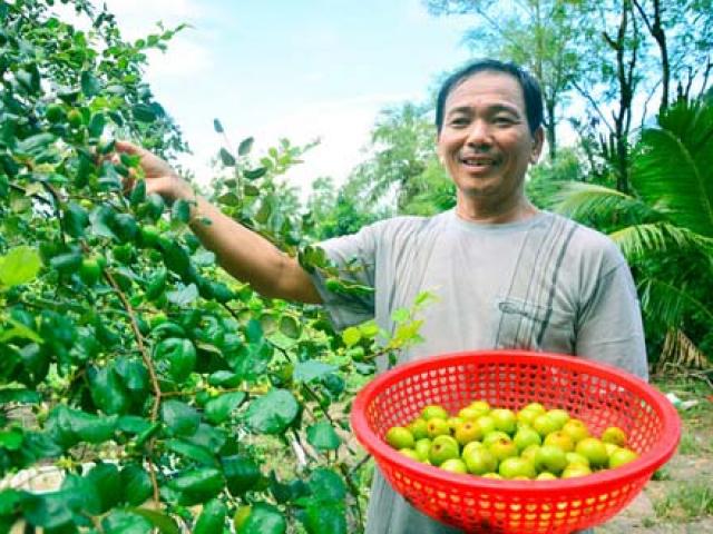 Thị trường - Tiêu dùng - Độc đáo mô hình trồng táo + nuôi dê, táo ngọt mát nhờ "ăn" phân dê
