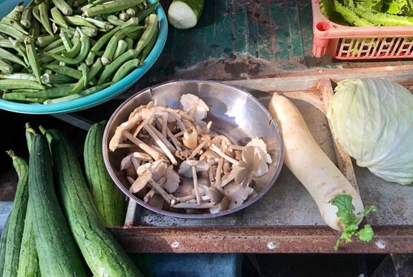 Hái đặc sản nấm Vua &#34;lộc trời cho&#34; ẵm ngay tiền triệu/ ngày - 10
