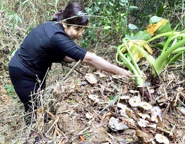 Hái đặc sản nấm Vua &#34;lộc trời cho&#34; ẵm ngay tiền triệu/ ngày - 1