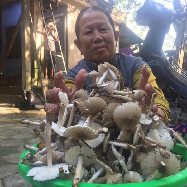 Hái đặc sản nấm Vua &#34;lộc trời cho&#34; ẵm ngay tiền triệu/ ngày - 7