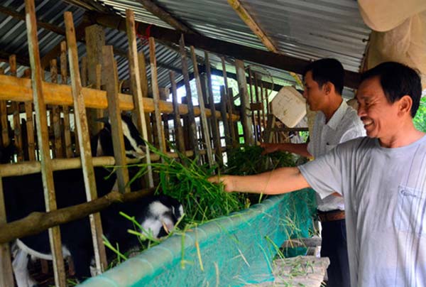 Độc đáo mô hình trồng táo + nuôi dê, táo ngọt mát nhờ &#34;ăn&#34; phân dê - 3