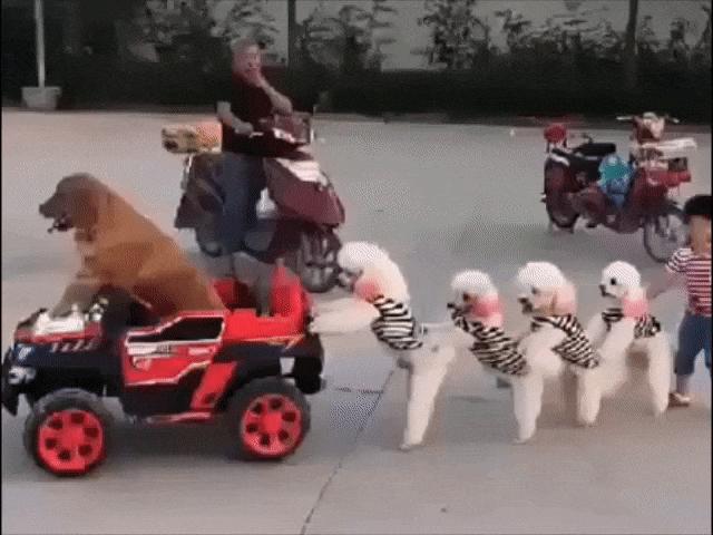 Video Clip Cười - Tránh đường ra cho "đoàn tàu" đi chơi Noel