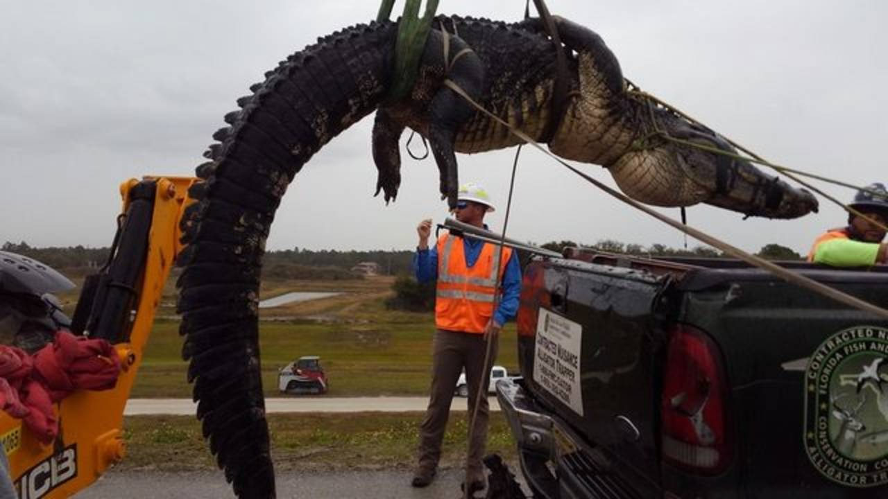 Tóm gọn cá sấu to khủng khiếp ở Mỹ - 1