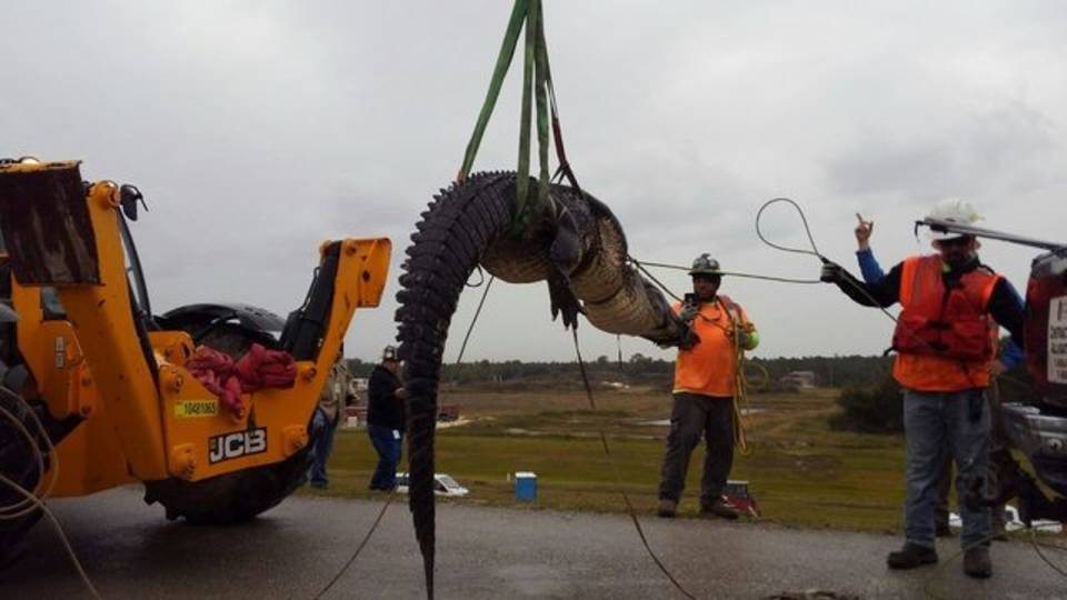 Tóm gọn cá sấu to khủng khiếp ở Mỹ - 2