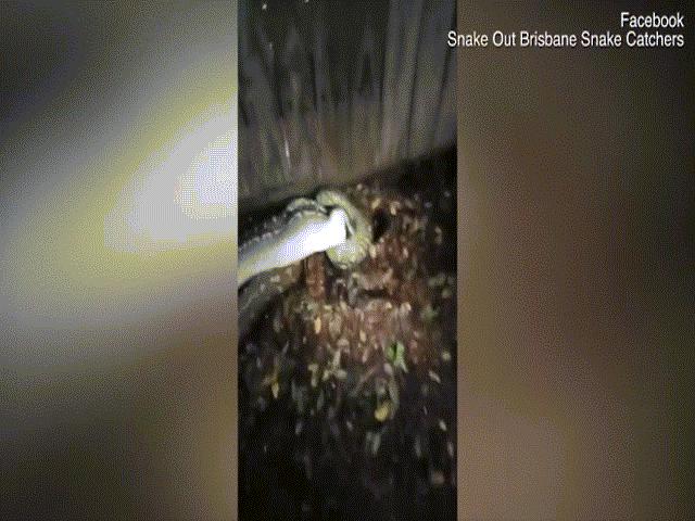 Thế giới - Bị trăn nuốt chửng, thú có túi mẹ kịp làm điều cuối cùng