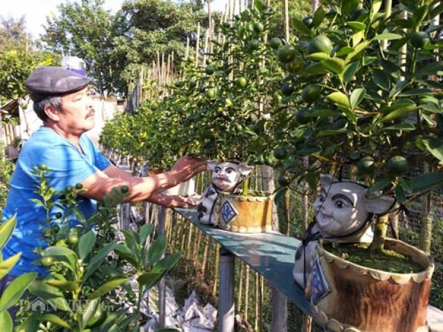 Thị trường - Tiêu dùng - Khám phá vườn quất cảnh cực độc lạ, làm dân chơi phát thèm ở Thủ đô