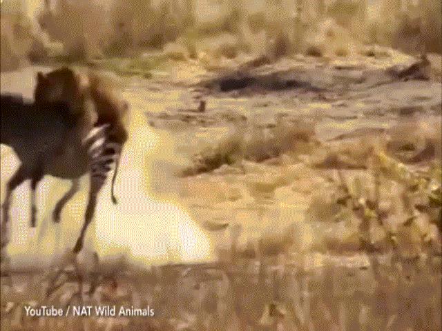Video: Sư tử lao nhanh như chớp tấn công ngựa vằn và đoạn kết bất ngờ