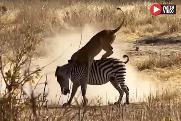 Video: Sư tử lao nhanh như chớp tấn công ngựa vằn và đoạn kết bất ngờ - 1