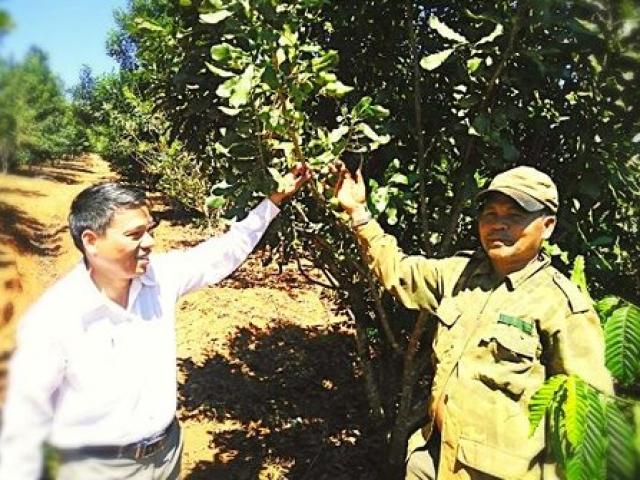 Thị trường - Tiêu dùng - Cây "tỉ đô" ở Tây Nguyên giờ ra sao: Vào vườn mắc ca "tính tiền" cùng nông dân