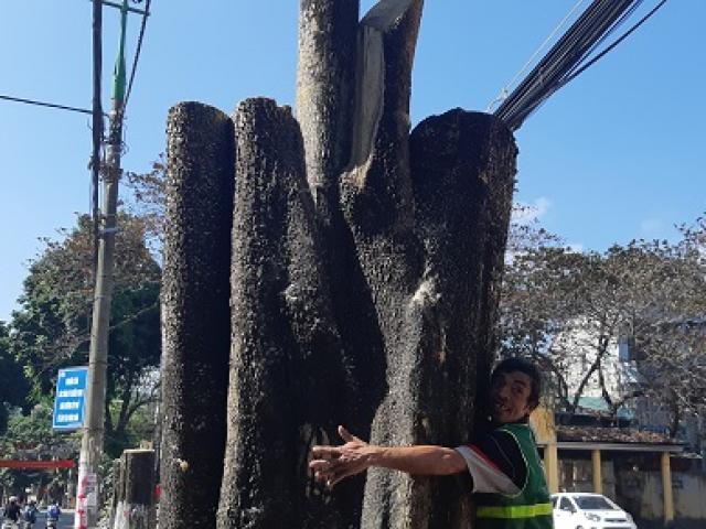 Tin tức trong ngày - Hòa Bình: Bàng hoàng nhìn cảnh 50 cây hoa sữa cổ thụ bị "tàn sát"