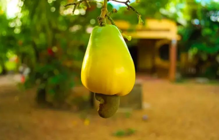 Suốt ngày "chè chén" nhưng chưa chắc bạn đã biết những sự thật này - 9