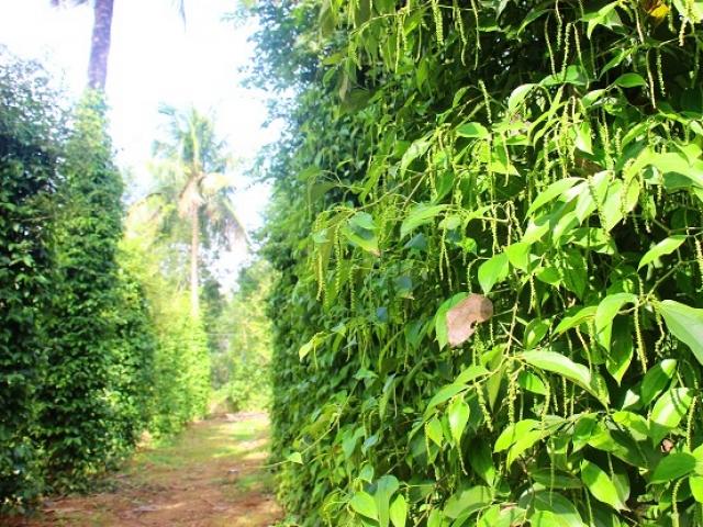 Thị trường - Tiêu dùng - Lạ mà hay: Vườn tiêu xanh mướt "đu bám" thân dừa, tiền về gấp 2