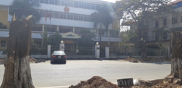 Hòa Bình: Bàng hoàng nhìn cảnh 50 cây hoa sữa cổ thụ bị "tàn sát" - 3