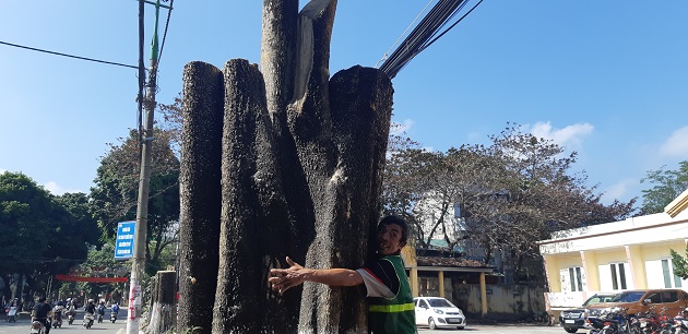 Hòa Bình: Bàng hoàng nhìn cảnh 50 cây hoa sữa cổ thụ bị "tàn sát" - 5