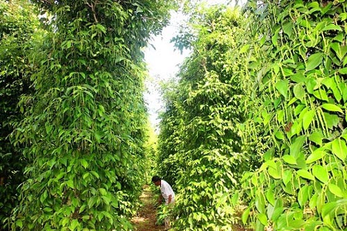Lạ mà hay: Vườn tiêu xanh mướt "đu bám" thân dừa, tiền về gấp 2 - 10