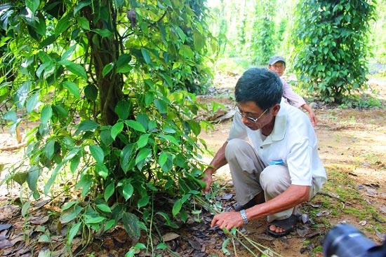 Lạ mà hay: Vườn tiêu xanh mướt "đu bám" thân dừa, tiền về gấp 2 - 3