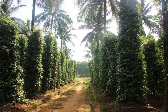 Lạ mà hay: Vườn tiêu xanh mướt "đu bám" thân dừa, tiền về gấp 2 - 5