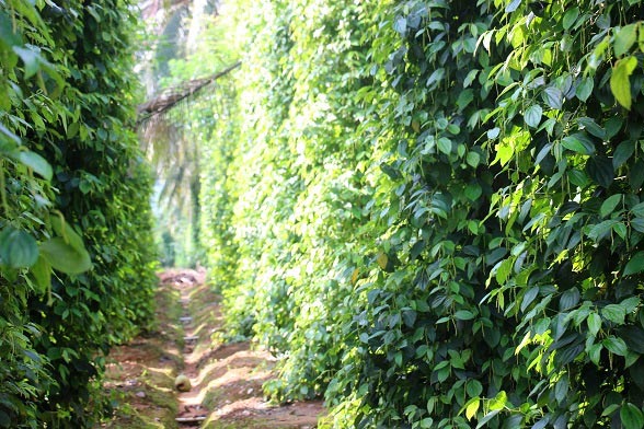 Lạ mà hay: Vườn tiêu xanh mướt "đu bám" thân dừa, tiền về gấp 2 - 6