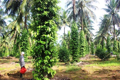 Lạ mà hay: Vườn tiêu xanh mướt "đu bám" thân dừa, tiền về gấp 2 - 7