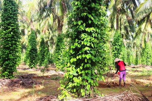 Lạ mà hay: Vườn tiêu xanh mướt "đu bám" thân dừa, tiền về gấp 2 - 9
