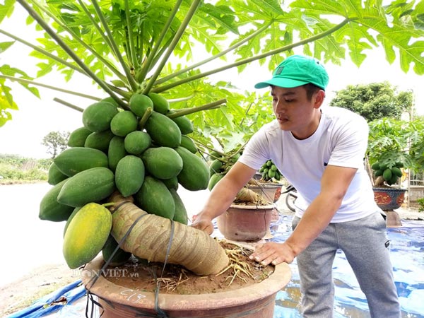 &#34;Săn&#34; đu đủ bonsai dáng siêu độc, quả đẻ chi chít chơi Tết - 1