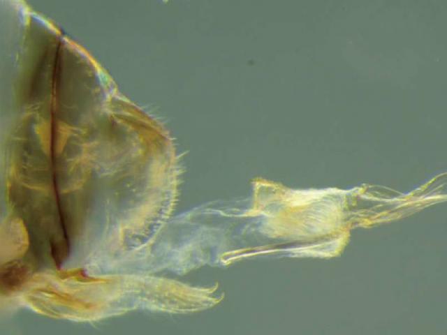 Phi thường - kỳ quặc - Phát hiện loài vật hoán đổi bộ phận sinh dục, "lâm trận" đến 70 giờ