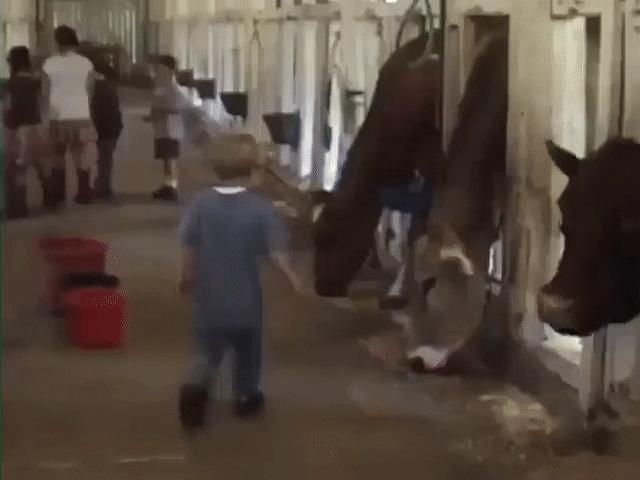 Video Clip Cười - Những tình huống hài hước nhất 2018 của "lũ tiểu quỷ"