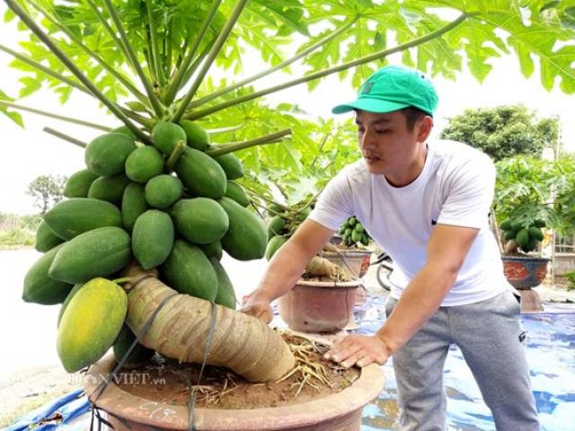 Thị trường - Tiêu dùng - "Săn" đu đủ bonsai dáng siêu độc, quả đẻ chi chít chơi Tết