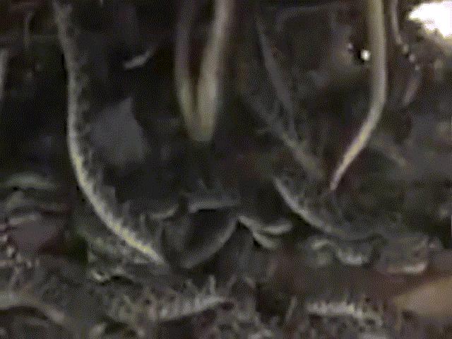 Mỹ: Nâng sàn nhà lên, hoảng sợ thấy hàng chục rắn cực độc bên dưới