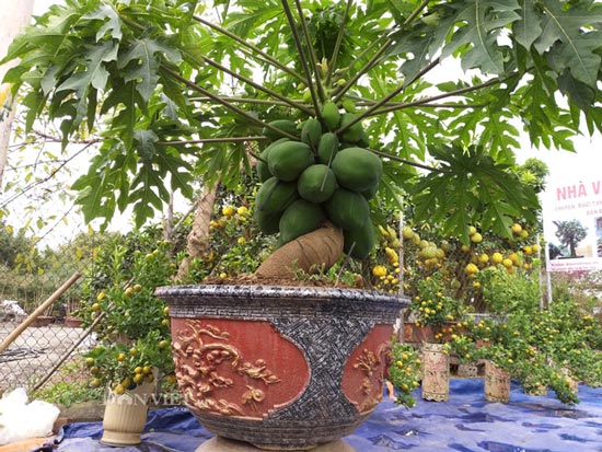 &#34;Săn&#34; đu đủ bonsai dáng siêu độc, quả đẻ chi chít chơi Tết - 2