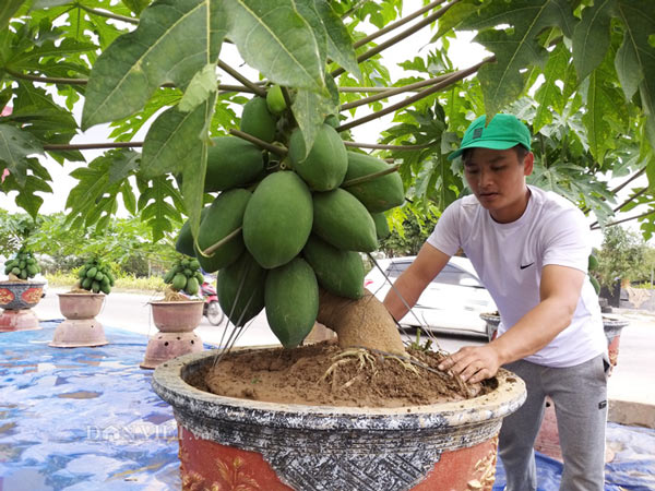 &#34;Săn&#34; đu đủ bonsai dáng siêu độc, quả đẻ chi chít chơi Tết - 7