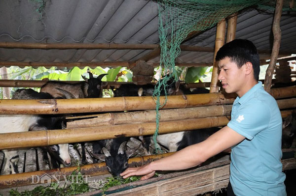9x bản Thái “chỉ huy” đàn dê núi 80 con, lãi 150 triệu/năm - 2
